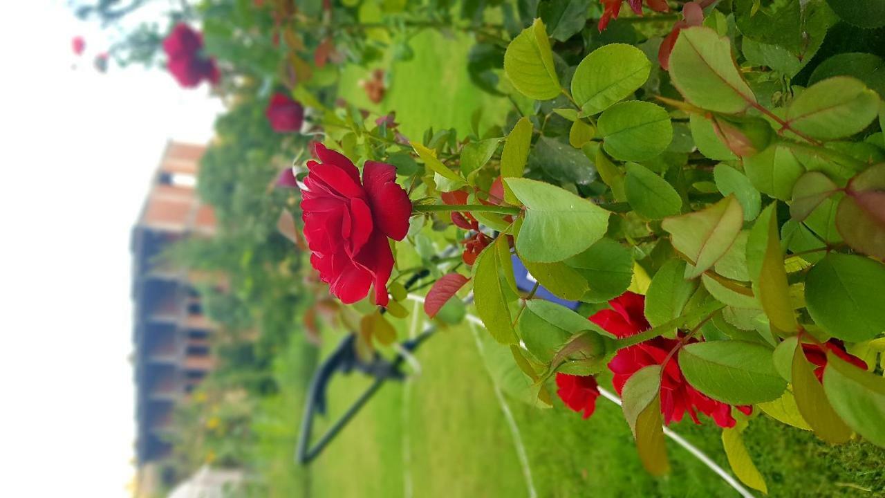 Rose Hotel B&B Патара Екстер'єр фото
